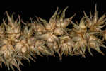 Owlfruit sedge